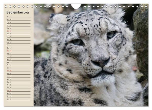 Produktbild: Schneeleoparden. Geschmeidige Gebirgsj&auml;ger (Wandkalender 2026 DIN A4 quer), CALVENDO Monatskalender