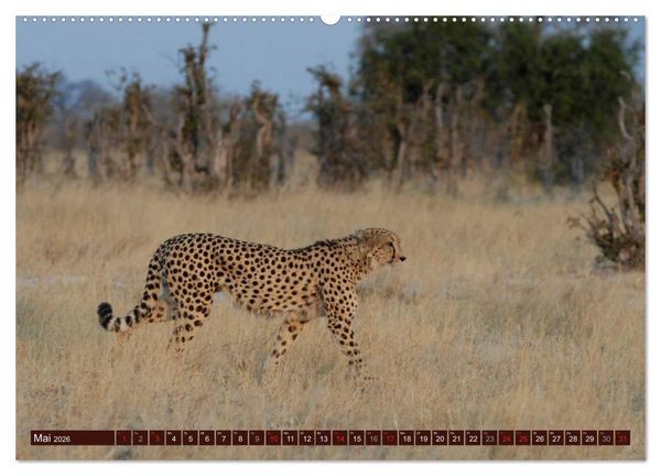 Produktbild: Afrikas wilde Sch&ouml;nheiten (Wandkalender 2026 DIN A2 quer), CALVENDO Monatskalender