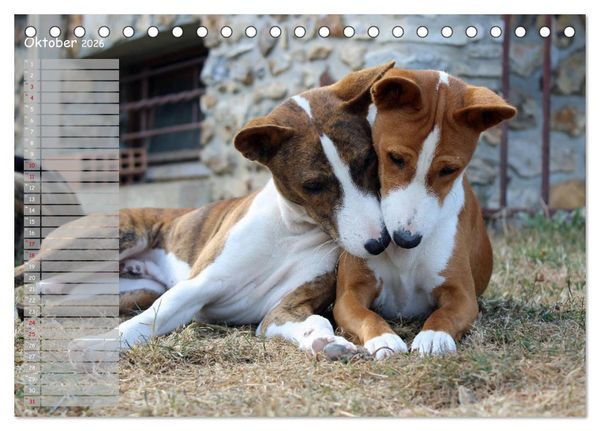 Produktbild: Basenji, der Kongo-Terrier (Tischkalender 2026 DIN A5 quer), CALVENDO Monatskalender