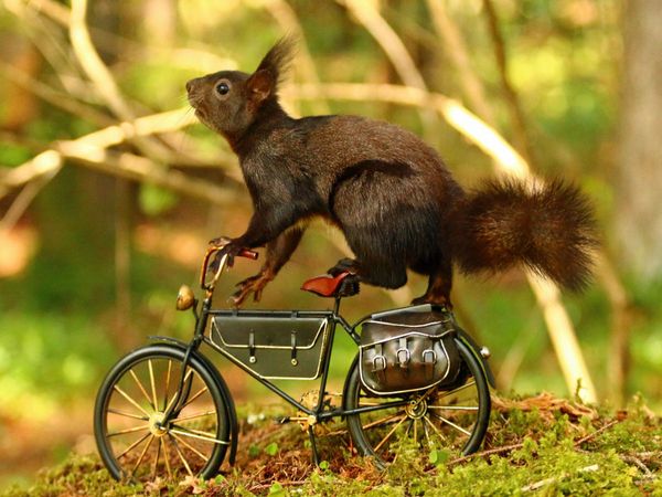 Produktbild: CALVENDO Puzzle Die erste Radtour | 1000 Teile Lege-Gr&ouml;&szlig;e 64x48cm Foto-Puzzle f&uuml;r gl&uuml;ckliche Stunden