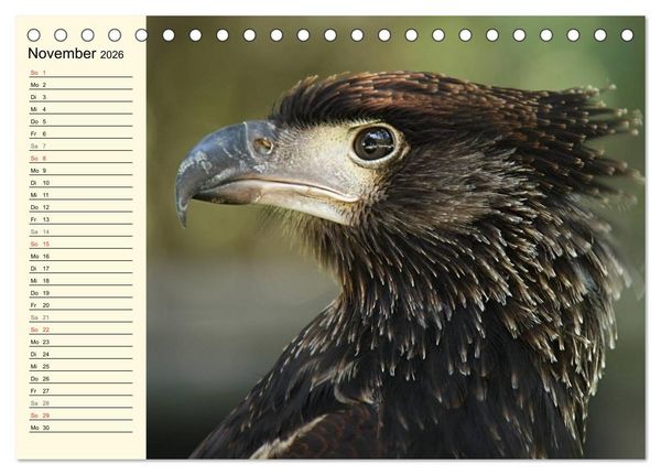Produktbild: Greifv&ouml;gel (Tischkalender 2026 DIN A5 quer), CALVENDO Monatskalender