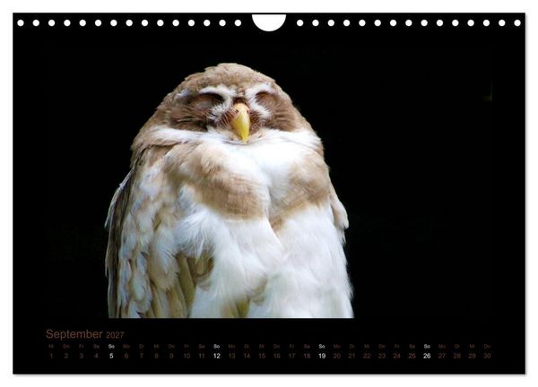Produktbild: Eulen und K&auml;uze (Wandkalender 2027 DIN A4 quer), CALVENDO Monatskalender