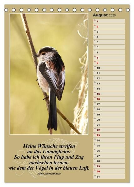 Produktbild: Schwanzmeisen, die niedlichen kleinen Pfannenstielchen (Tischkalender 2026 DIN A5 hoch), CALVENDO Monatskalender
