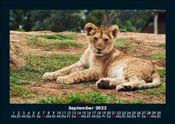 Produktbild: L&ouml;wen in der Wildnis 2025 Fotokalender DIN A5