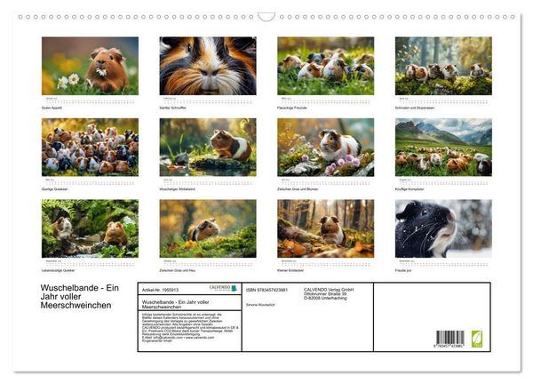 Produktbild: Wuschelbande - Ein Jahr voller Meerschweinchen (Wandkalender 2026 DIN A2 quer), CALVENDO Monatskalender