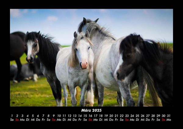 Produktbild: Die Welt der Pferde 2025 Fotokalender DIN A3