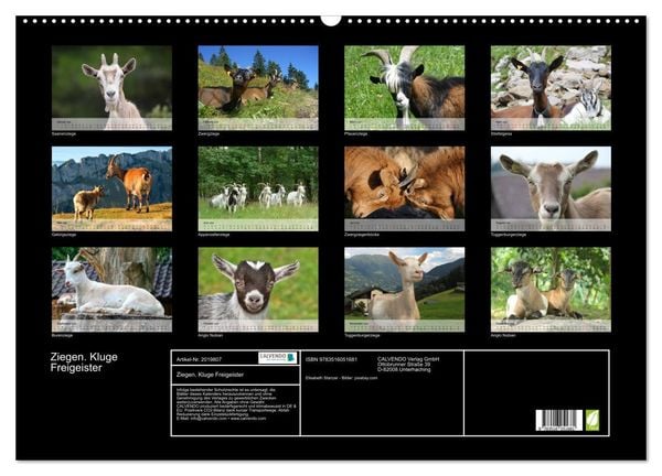 Produktbild: Ziegen. Kluge Freigeister (Wandkalender 2026 DIN A2 quer), CALVENDO Monatskalender