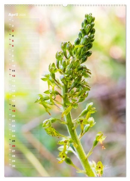 Produktbild: Auf der Suche nach Orchideen in Deutschland (Wandkalender 2026 DIN A2 hoch), CALVENDO Monatskalender