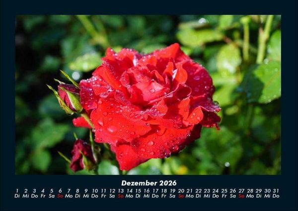 Produktbild: Blumenzauber 2026 Fotokalender DIN A4