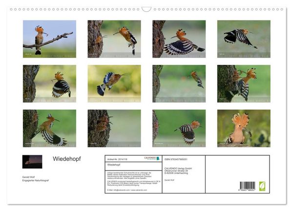 Produktbild: Wiedehopf (Wandkalender 2026 DIN A2 quer), CALVENDO Monatskalender