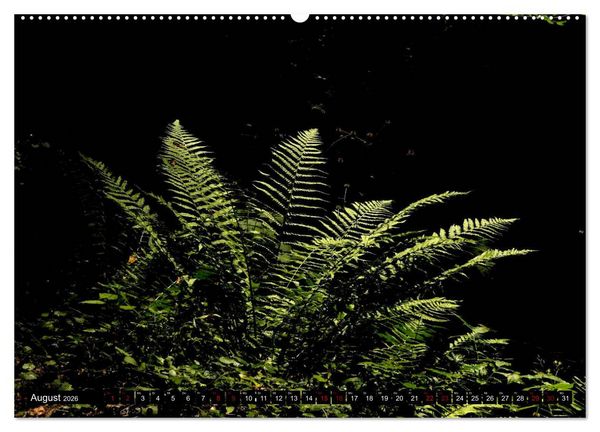 Produktbild: Die im Schatten wachsen - Farne (Wandkalender 2026 DIN A2 quer), CALVENDO Monatskalender