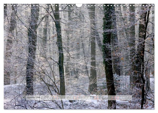 Produktbild: Wald im Bergischen Land 2026 (Wandkalender 2026 DIN A3 quer), CALVENDO Monatskalender