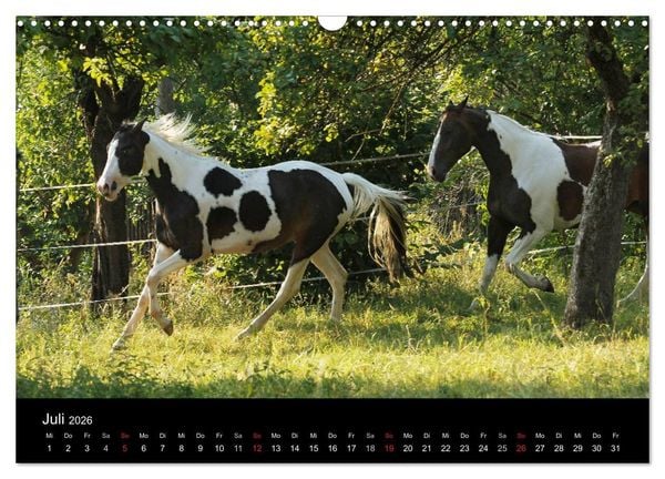 Produktbild: Faszinierende Pferde 2026 (Wandkalender 2026 DIN A3 quer), CALVENDO Monatskalender