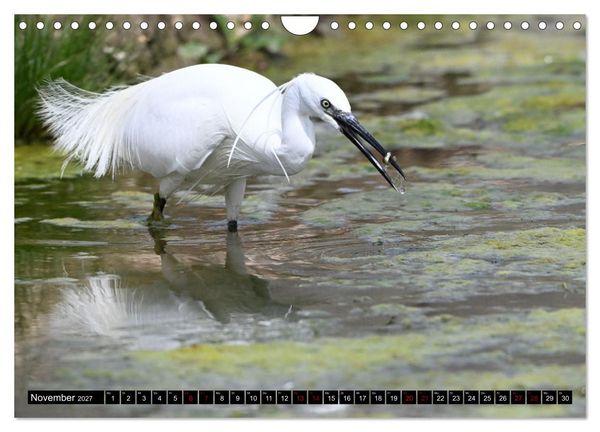 Produktbild: Mallorcas V&ouml;gel (Wandkalender 2027 DIN A4 quer), CALVENDO Monatskalender