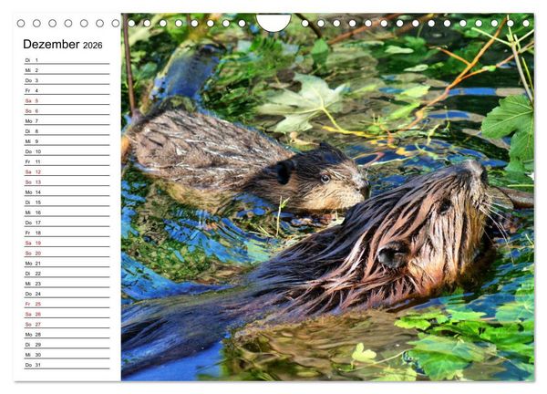 Produktbild: Das Familienleben der Biber (Wandkalender 2026 DIN A4 quer), CALVENDO Monatskalender