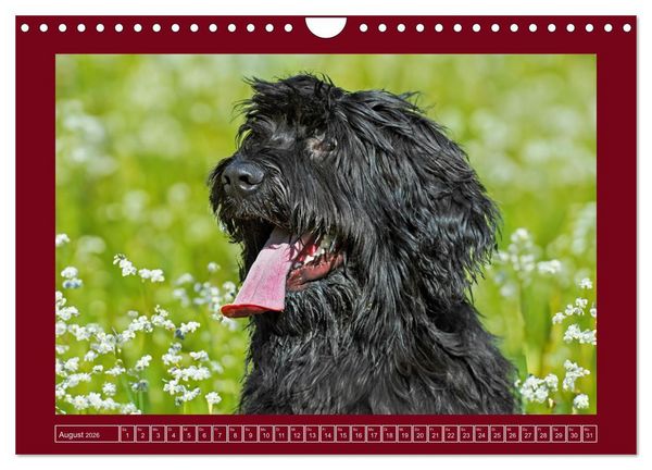 Produktbild: Herz auf vier Pfoten - Briard (Wandkalender 2026 DIN A4 quer), CALVENDO Monatskalender