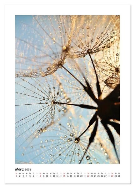 Produktbild: Die Pusteblume neu erleben (Wandkalender 2026 DIN A3 hoch), CALVENDO Monatskalender