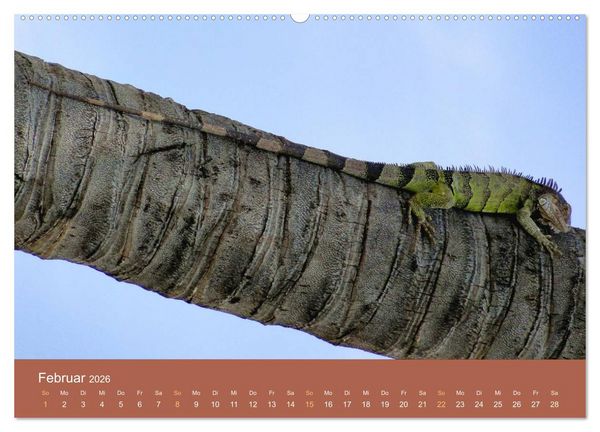 Produktbild: ABC: Aruba - Bonaire - Cura&ccedil;ao (Wandkalender 2026 DIN A2 quer), CALVENDO Monatskalender