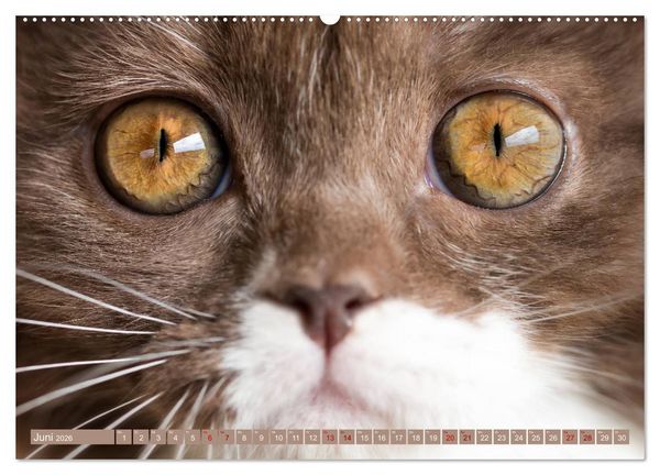 Produktbild: Kittens - Britisch Kurzhaar Katzenkinder (Wandkalender 2026 DIN A2 quer), CALVENDO Monatskalender