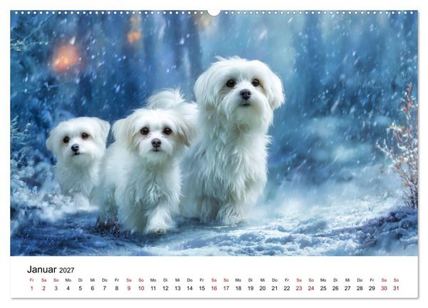 Produktbild: Kleine wei&szlig;e Wunder - ein Jahr mit Maltesern (hochwertiger Premium Wandkalender 2027 DIN A2 quer), Kunstdruck in Hochglanz