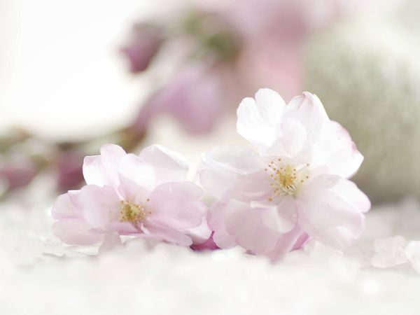 Produktbild: CALVENDO Puzzle Filigrane Mandelbl&uuml;ten 1000 Teile Lege-Gr&ouml;&szlig;e 64 x 48 cm Foto-Puzzle Bild von Tanja Riedel