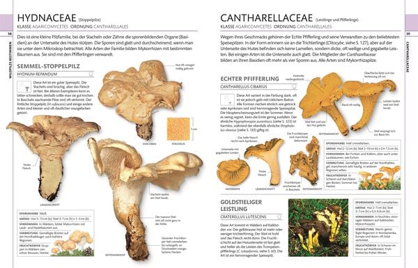 Produktbild: Pilze