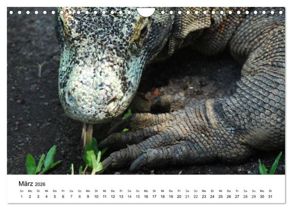 Produktbild: Faszination - Echsen (Wandkalender 2026 DIN A4 quer), CALVENDO Monatskalender
