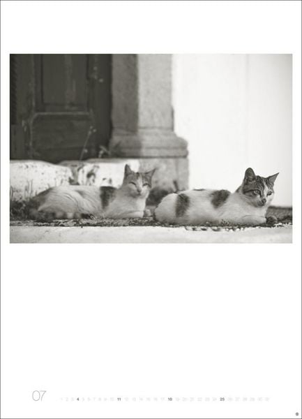 Produktbild: Cats Edition Kalender 2027