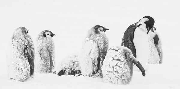 Produktbild: R&uuml;ckkehr zum Land der Pinguine