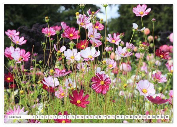 Produktbild: Au royaume des fleurs (Calendrier de bureau 2026 DIN A5 vertical), CALVENDO calendrier mensuel
