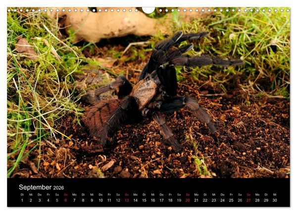 Produktbild: Vogelspinnen - Tarantulas (Wandkalender 2026 DIN A3 quer), CALVENDO Monatskalender