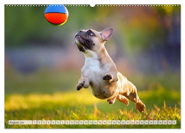 Produktbild: Bullys in Action - Franz&ouml;sische Bulldoggen lieben B&auml;lle (hochwertiger Premium Wandkalender 2026 DIN A2 quer), Kunstdruck in Hochglanz