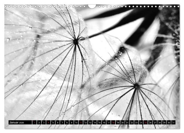 Produktbild: Pusteblume - Impressionen in schwarzwei&szlig; (Wandkalender 2026 DIN A3 quer), CALVENDO Monatskalender