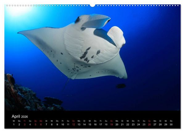 Produktbild: Magische Unterwasserwelten (Wandkalender 2026 DIN A2 quer), CALVENDO Monatskalender