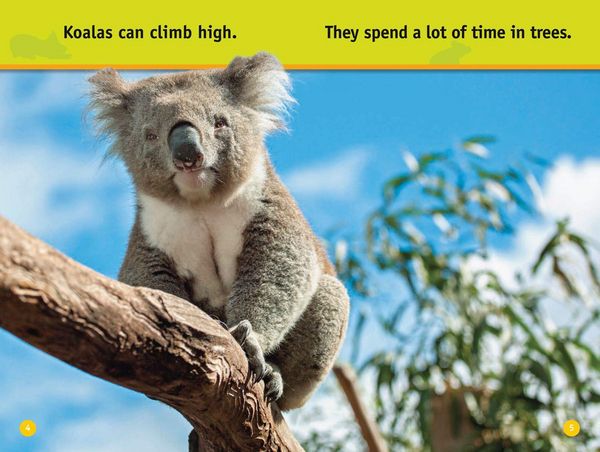 Produktbild: Climb, Koala!