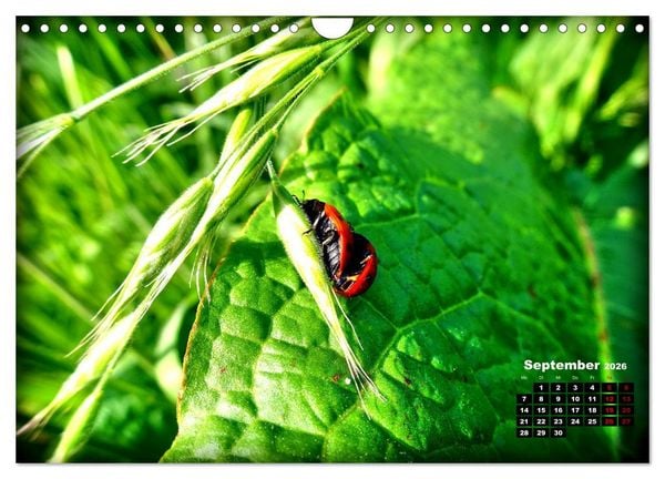 Produktbild: Viel Gl&uuml;ck! (Wandkalender 2026 DIN A4 quer), CALVENDO Monatskalender