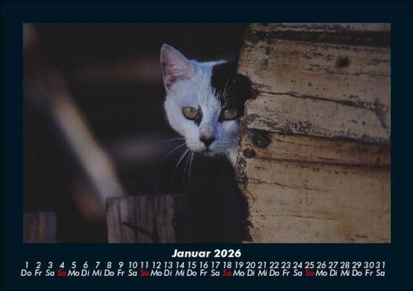 Produktbild: Welt der Tiere 2026 Fotokalender DIN A5