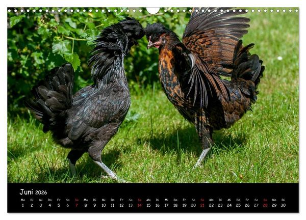 Produktbild: Gartenh&uuml;hner (Wandkalender 2026 DIN A3 quer), CALVENDO Monatskalender