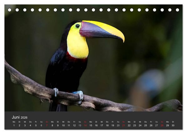 Produktbild: Costa Rica tierisch gut 2026 (Tischkalender 2026 DIN A5 quer), CALVENDO Monatskalender