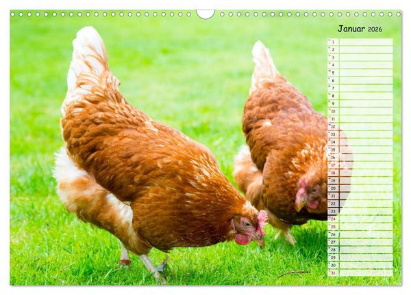 Produktbild: Geliebte Tiere auf dem Bauernhof (Wandkalender 2026 DIN A3 quer), CALVENDO Monatskalender