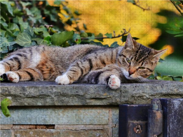Produktbild: CALVENDO Puzzle Ruhende Katze 1000 Teile Lege-Gr&ouml;&szlig;e 64 x 48 cm Foto-Puzzle Bild von Sabine L&ouml;wer