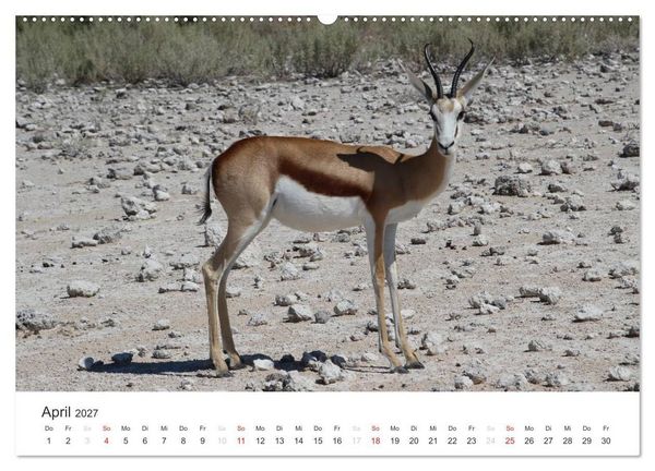 Produktbild: Namibia - Tierische Vielfalt (hochwertiger Premium Wandkalender 2027 DIN A2 quer), Kunstdruck in Hochglanz