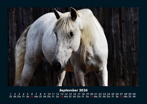 Produktbild: Die Welt der Pferde 2026 Fotokalender DIN A4