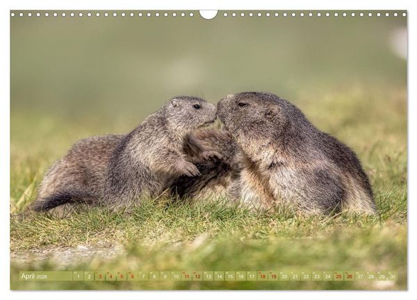 Produktbild: Tiere der Alpen - Murmeltier-Kinder (Wandkalender 2026 DIN A3 quer), CALVENDO Monatskalender