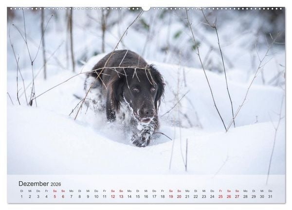 Produktbild: Treue Jagdgef&auml;hrten Der kleine M&uuml;nsterl&auml;nder (Wandkalender 2026 DIN A2 quer), CALVENDO Monatskalender
