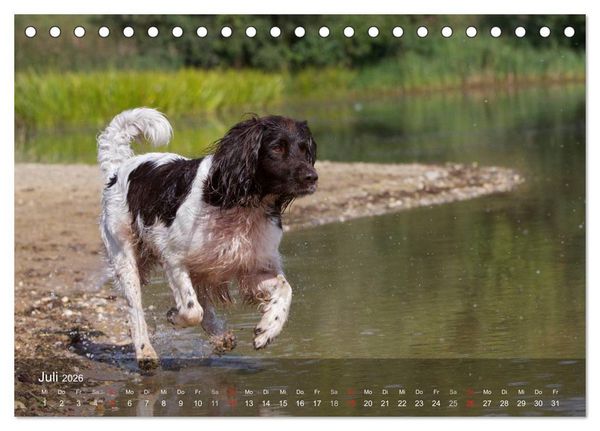 Produktbild: Kleiner M&uuml;nsterl&auml;nder Vorstehhund (Tischkalender 2026 DIN A5 quer), CALVENDO Monatskalender
