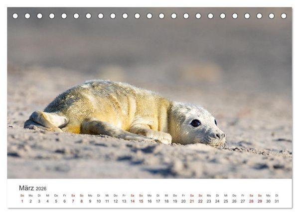 Produktbild: Junge Kegelrobben (Tischkalender 2026 DIN A5 quer), CALVENDO Monatskalender