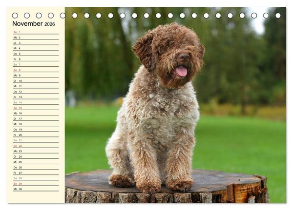 Produktbild: Lagotto Romagnolo - Italienischer Tr&uuml;ffelhund (Tischkalender 2026 DIN A5 quer), CALVENDO Monatskalender