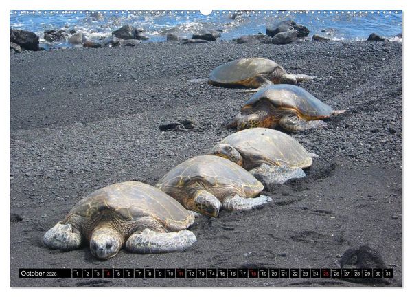 Produktbild: Turtles and Tortoises - Armored pacifists (High Quality Premium Wall Calendar 2026 DIN A2 landscape),CALVENDO 12 Month Wall Calendar