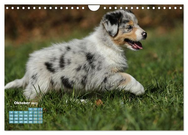 Produktbild: Lillyfee und ein K&ouml;rbchen voller Gl&uuml;ck (Wandkalender 2027 DIN A4 quer), CALVENDO Monatskalender